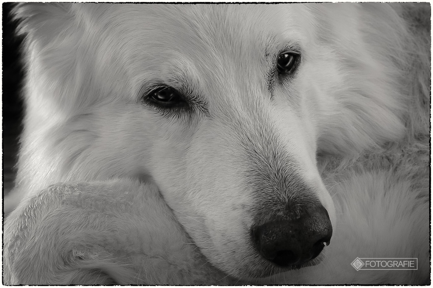 White shepherd 07